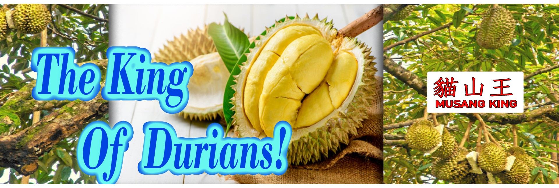 Musang King